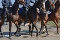 Ćwiczenia Policji Konnej i mundurowych z katowickiego oddziału prewencji